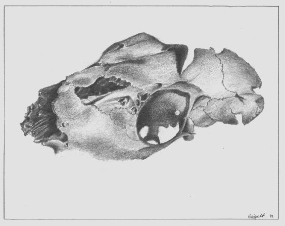 Bruchst&uuml;ck eines Tiersch&auml;dels (Bleistiftzeichnung)